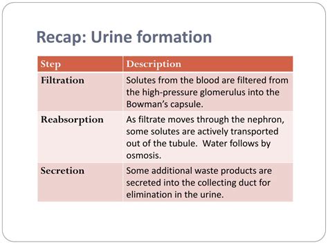 Ppt Urine Formation Powerpoint Presentation Free Download Id2420714