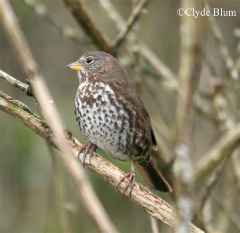 Birding Trails Tennessee Wildlife Resource Agency Fox Sparrow