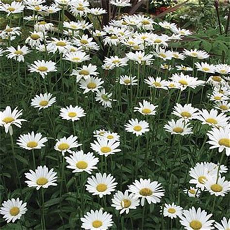 Shasta Daisy 35 Seeds Perennialchrysanthemum Maximum Etsy