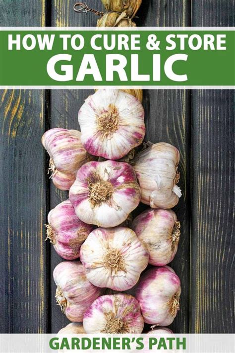 How To Cure And Store Garlic After Harvesting Gardeners Path