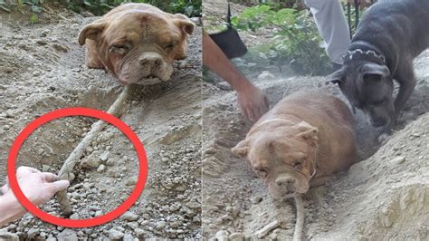 Dog Found Buried Alive Defies Her Abuser By Living An Awesome Life