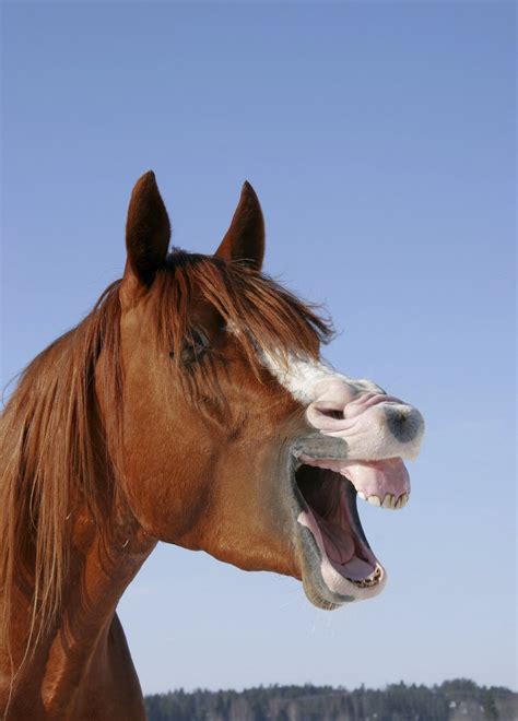Hee Haw Laughing Animals In Pictures World News The Guardian