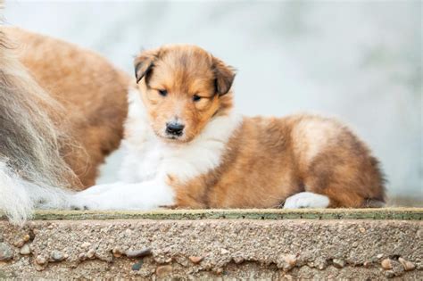 Cutest Dog Breeds As Puppies Readers Digest Cute Dogs Breeds Dog