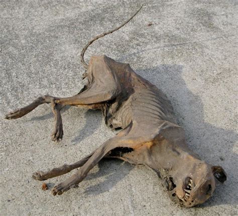 Yes, coyotes can catch and eat cats. Dead cat for sale on eBay. Really. | Strange Things | Cats ...