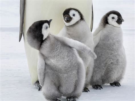 Pin By Jessica Bailey On Penguin Love Baby Animals Baby Penguins