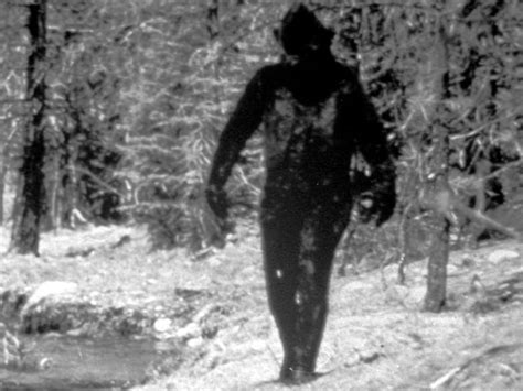 A Quest For Bigfoot New Conference In The Bc Interior Celebrates The