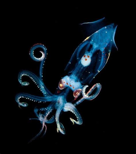 Abyssal Benthic Squid Deep Sea Creatures Beautiful Sea Creatures