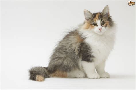 Norwegian Forest Cat Cat Breed Facts Highlights