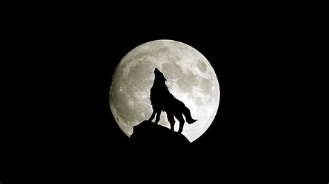 If you see some wolf hd desktop wallpapers you'd like to use, just click on the image to download to your desktop or mobile devices. wallpaper for desktop, laptop | ma32-wolf-howl-animal-dark ...