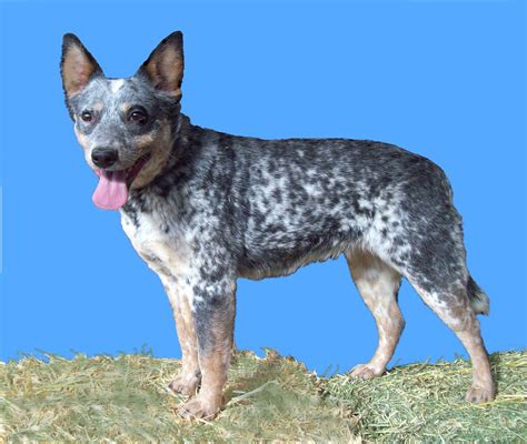 This is the same for most dog breeds. (6) Heeler colors | Miniature Heeler History and Info