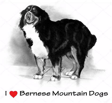 Drawings Border Collie Pencil I Love Heart Bernese Mountain Dogs