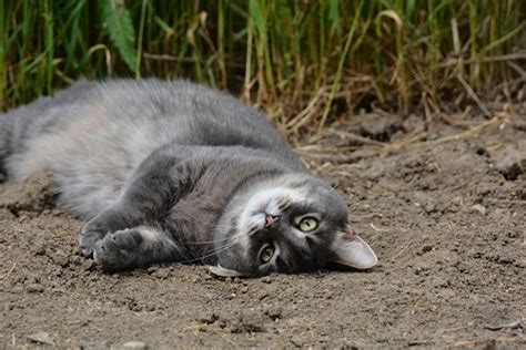 Why Do Cats Roll In Dirt Is It Normal Behavior