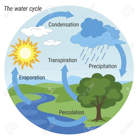 Save water drawing images save water poster drawing cycle pictures pictures to draw drawing tutorials for kids drawing for kids water cycle hello friends,in this video i will show you how to draw a beautiful but easy water cycle drawing for your projects, in this video you will also learn. Vector schematic representation of the water cycle in ...