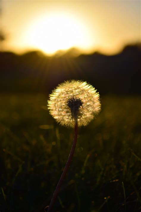 Free Images Nature Sky Sun Sunset White Field Lawn Meadow