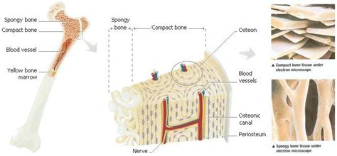 Compact Bone Diagram Easy Bone Histology Constituents And Types Kenhub