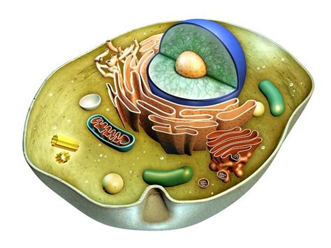 These are organelles pertinent to plant cells. Animal Cell - The Definitive Guide | Biology Dictionary