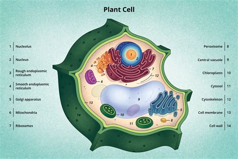 Discovery And Structure Of Cells Biology Visionlearning