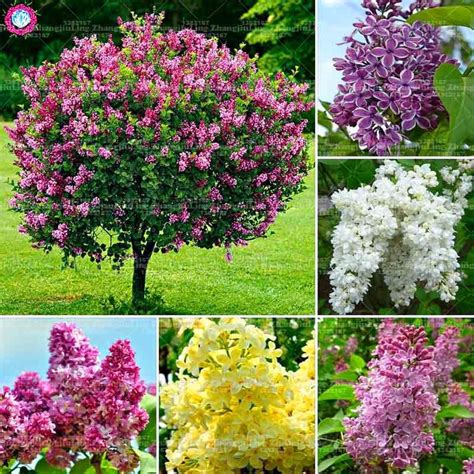 100 Pcs Lilac Seeds Purple Japanese Lilac Extremely Fragrant Clove Flower Seeds Perennial