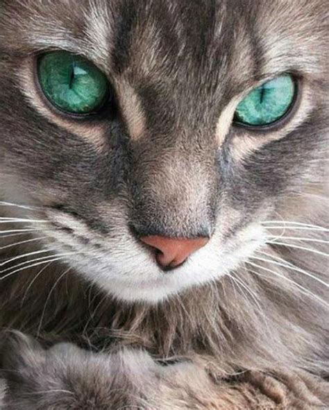 Turquoise Eyed Cat Cats Cute Animals Cute Cats