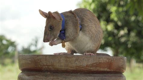 Magawa The Mine Detecting Rat Wins Pdsa Gold Medal Bbc News