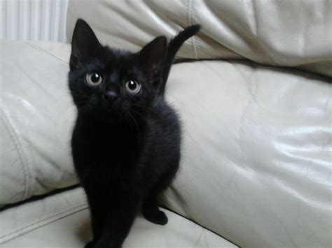 Cute Black Kittens Cute Kittens Photo 41556708 Fanpop