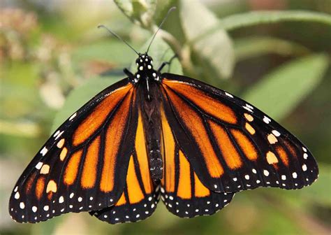 Monarch Butterfly Image Eurekalert Science News Releases