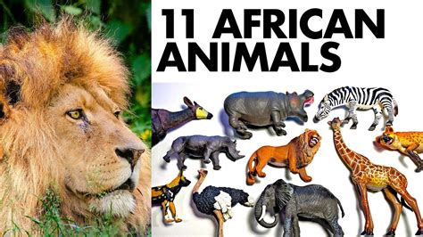 11 African Animals Facts Lion Okapi Hippo Rhino Giraffe Elephant