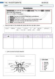 The kids separated things into invertebrate and vertebrate cards. English worksheet: Invertebrates | Ciencia, Examen