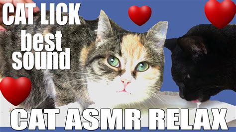 Asmr Relax Video With Cats Duet Lick Milk No Talking Cat Eating Sound