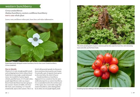 Pacific Northwest Medicinal Plants Nhbs Field Guides And Natural History