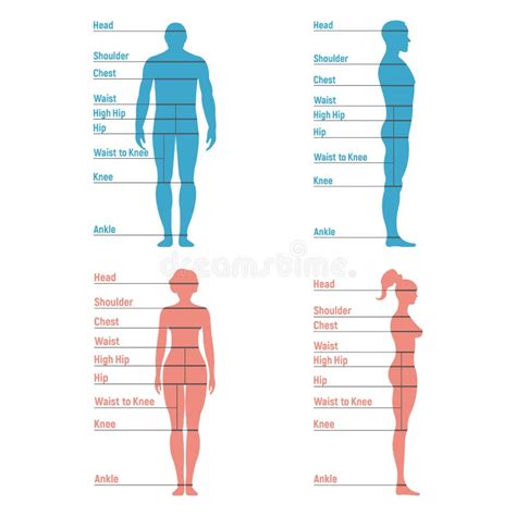 Female Body Diagram Male Female Body Parts Chart Anatomy Posters And