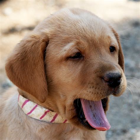 They will look like these pups. Country Labs - English Style Labradors - Fox Red ...