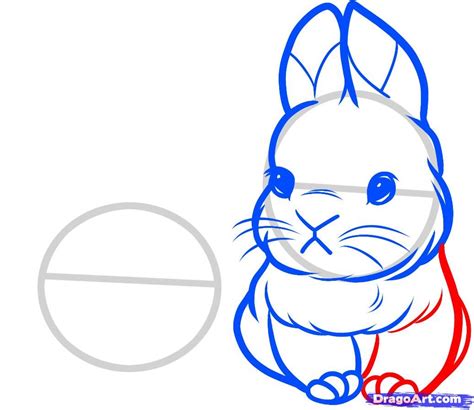 How To Draw A Bunny Face How To Draw Baby Rabbits Baby Rabbits Step