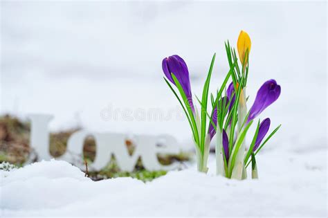 Early Spring Flowers And Love Sign Stock Image Image Of