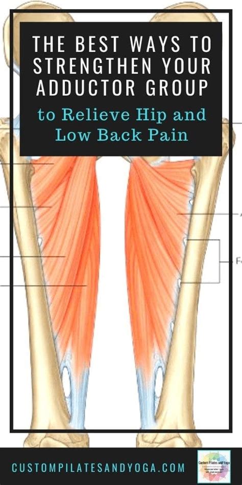 The Best Ways To Strengthen Your Adductor Group To Relieve Hip And Low