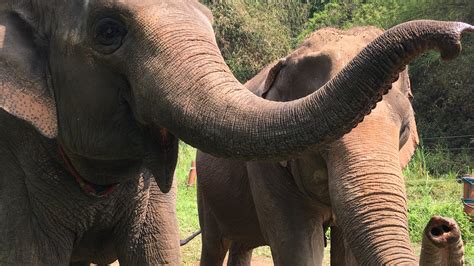 Elephants May Sniff Out Quantities With Their Noses The New York Times