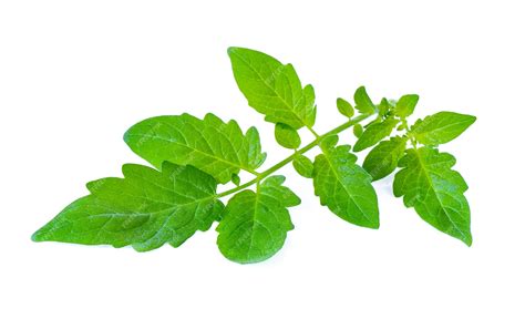 Premium Photo Tomato Leaf Closeup Isolated On White