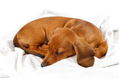 How To Care For A Dachshunds Back I Love Dachshunds