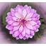 Dahlias Are Amazing And Easy Flowers To Grow