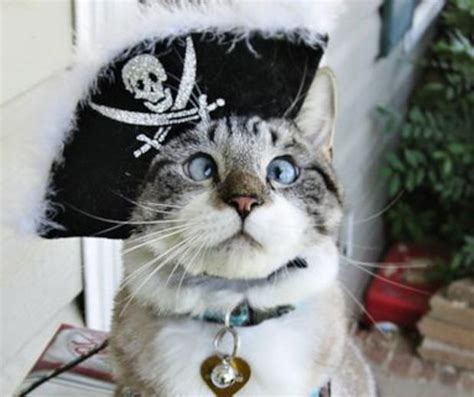 Cross Eyed Dress Up Cat Becomes Internet Sensation