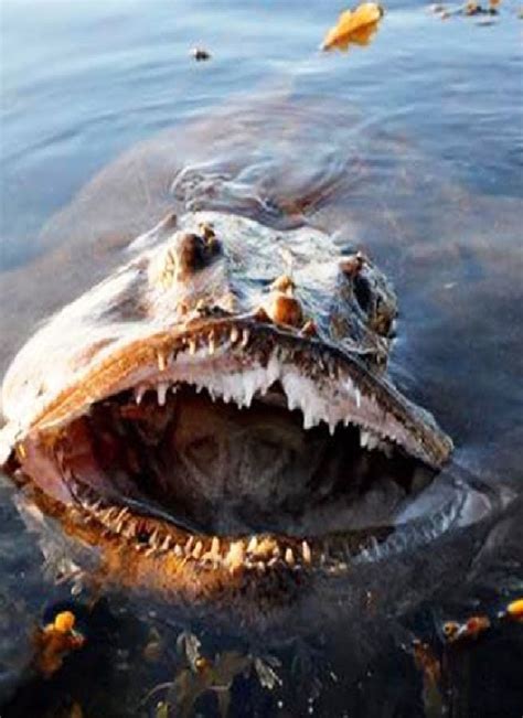 10 Most Dangerous Ocean Creatures In The World Scary