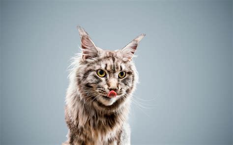 Can dogs eat greek yogurt? Can Maine Coon Eat Yogurt? Please Beware Of This Product ...