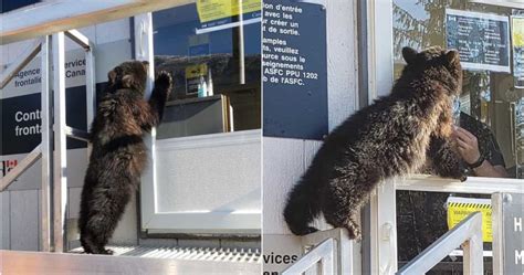 bear cub denied entry to canada attempt at forceful entry news without politics