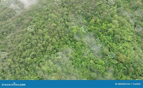 Mist On Tropical Rainforest Mountain Tropical Forests Can Increase The