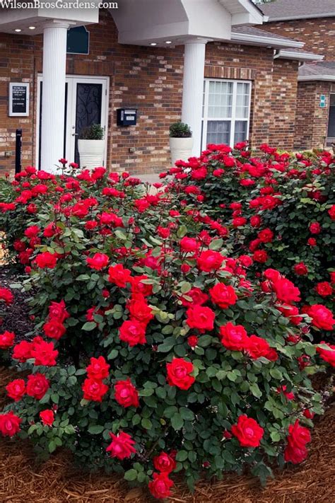 Red Double Knock Out Rose Free Shipping Wilson Bros Gardens 5