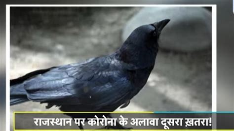 More Than 100 Crows Found Dead In Rajasthan Jhalawar Bird Flu Alert कोरोना के बाद झालावाड़ में