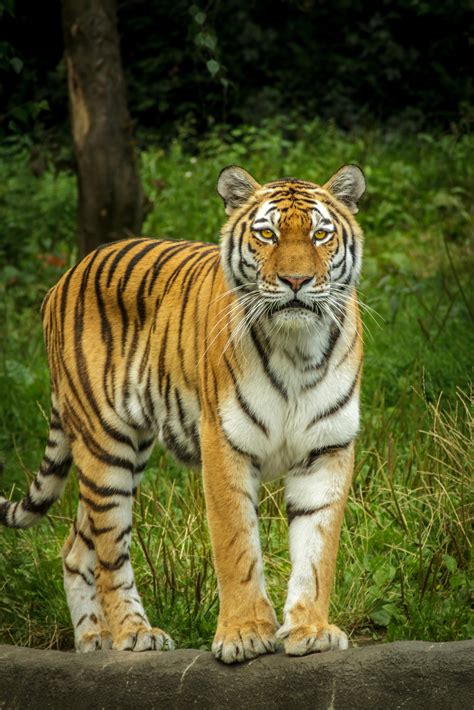 Tiger Standing On The Grey Concrete Pavement · Free Stock Photo