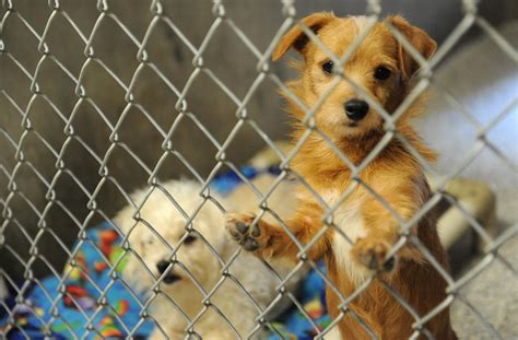 Lodi Animal Shelter Full Adoptions Lag News