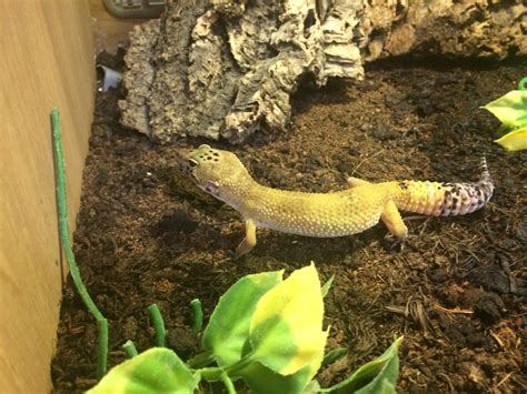 Good Lizards For Pets For Beginners Anna Blog