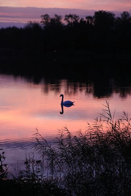Swan Lake Sunrise Free Photo On Pixabay Pixabay